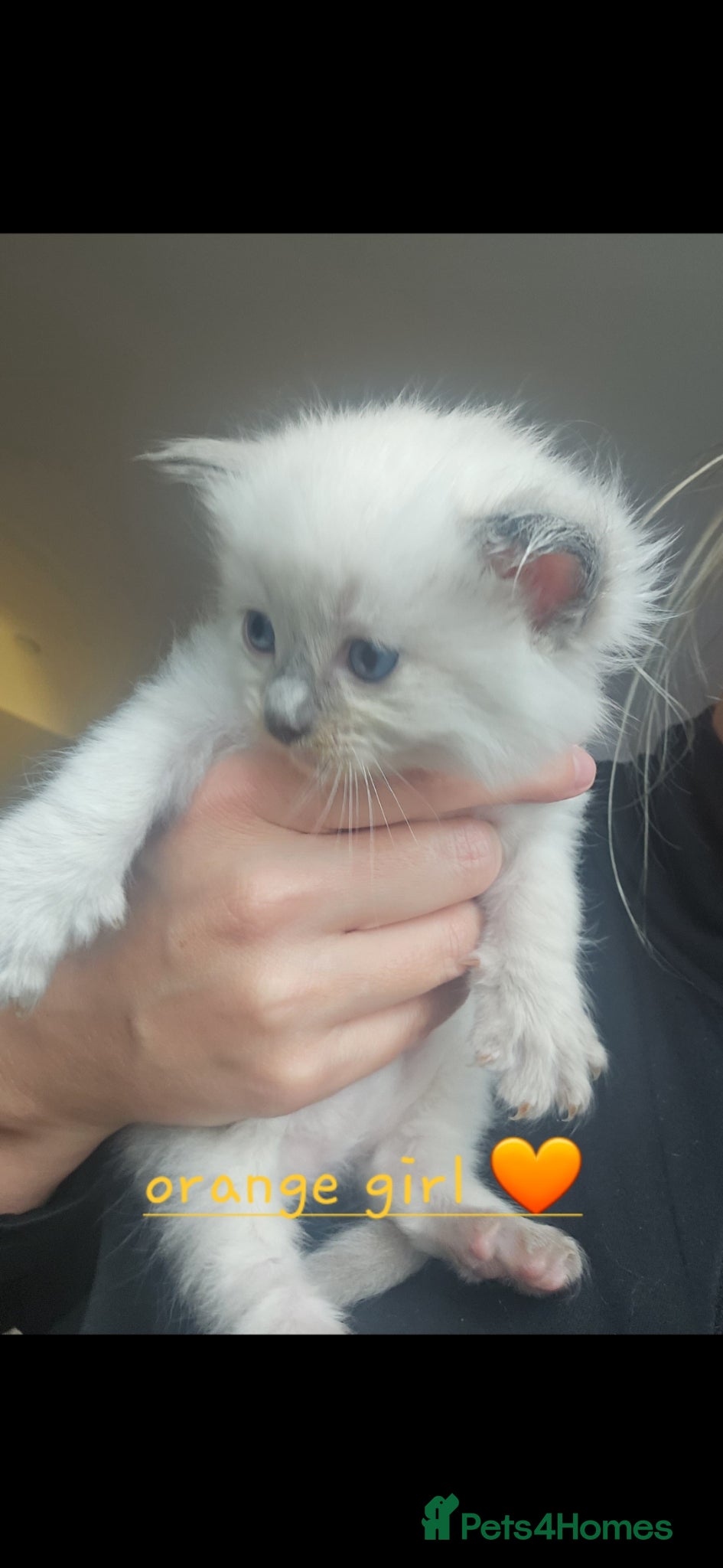 Ragdoll cats Ragdoll kittens 😸 *1 girl left🤎* - Advert 16