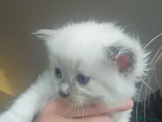 Ragdoll cats Ragdoll kittens 😸 *1 girl left🤎* - Advert 16