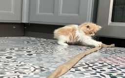 Ragdoll cats for sale: Stunning Ragdoll x Persian kittens.  - Image 6