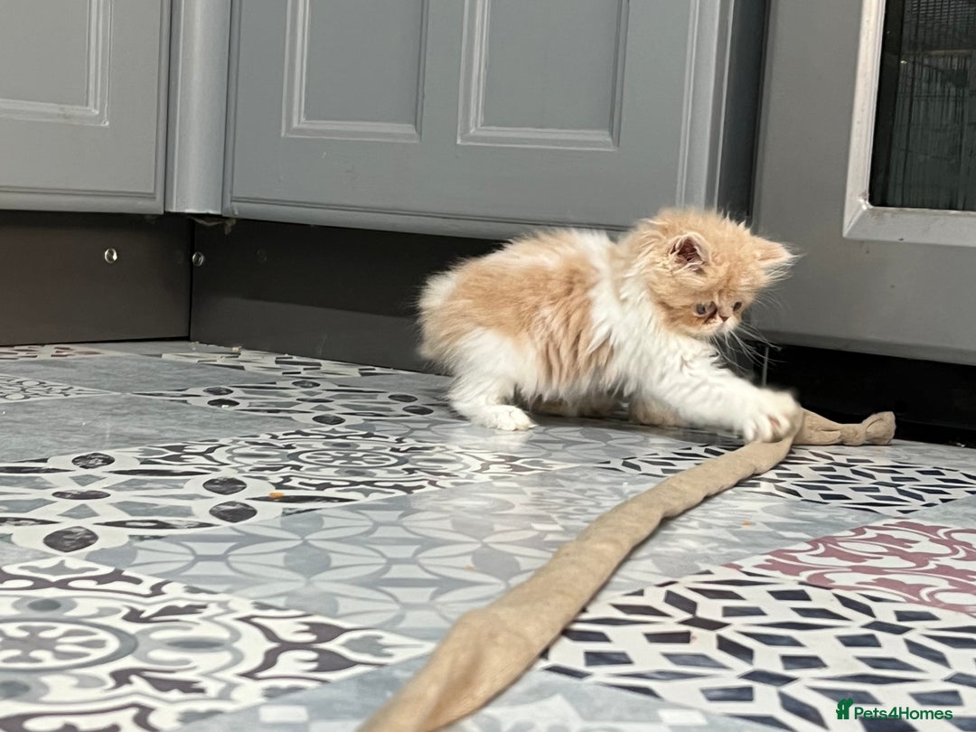 Ragdoll cats for sale: Stunning Ragdoll x Persian kittens.  - Image 6
