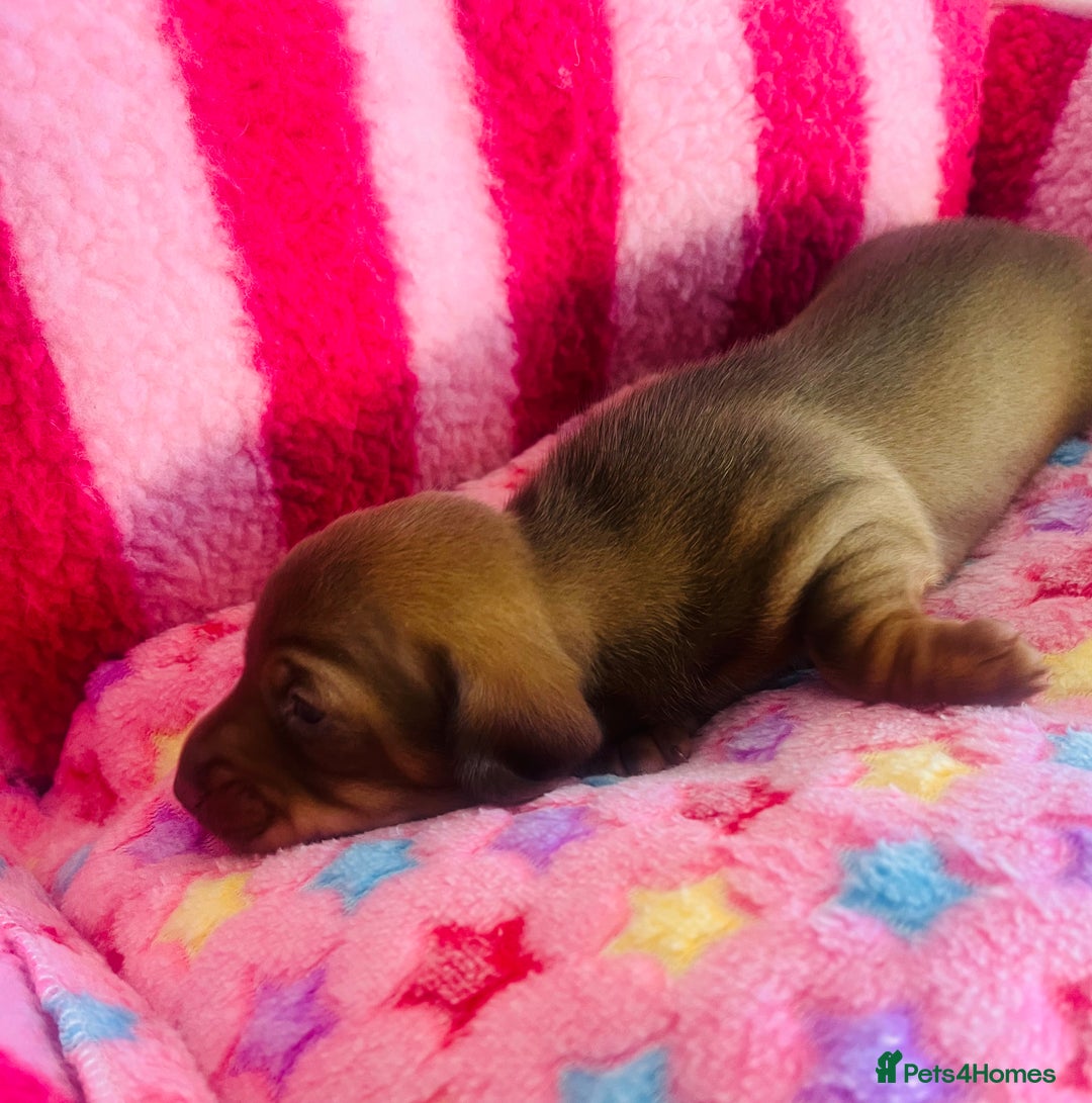 Miniature Dachshund dogs for sale: Stunning minature dachshund puppies - Image 12