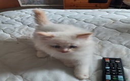 Ragdoll cats for sale: Ragdoll/Persian kittens - Image 1