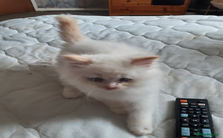 Ragdoll cats - Advert 1