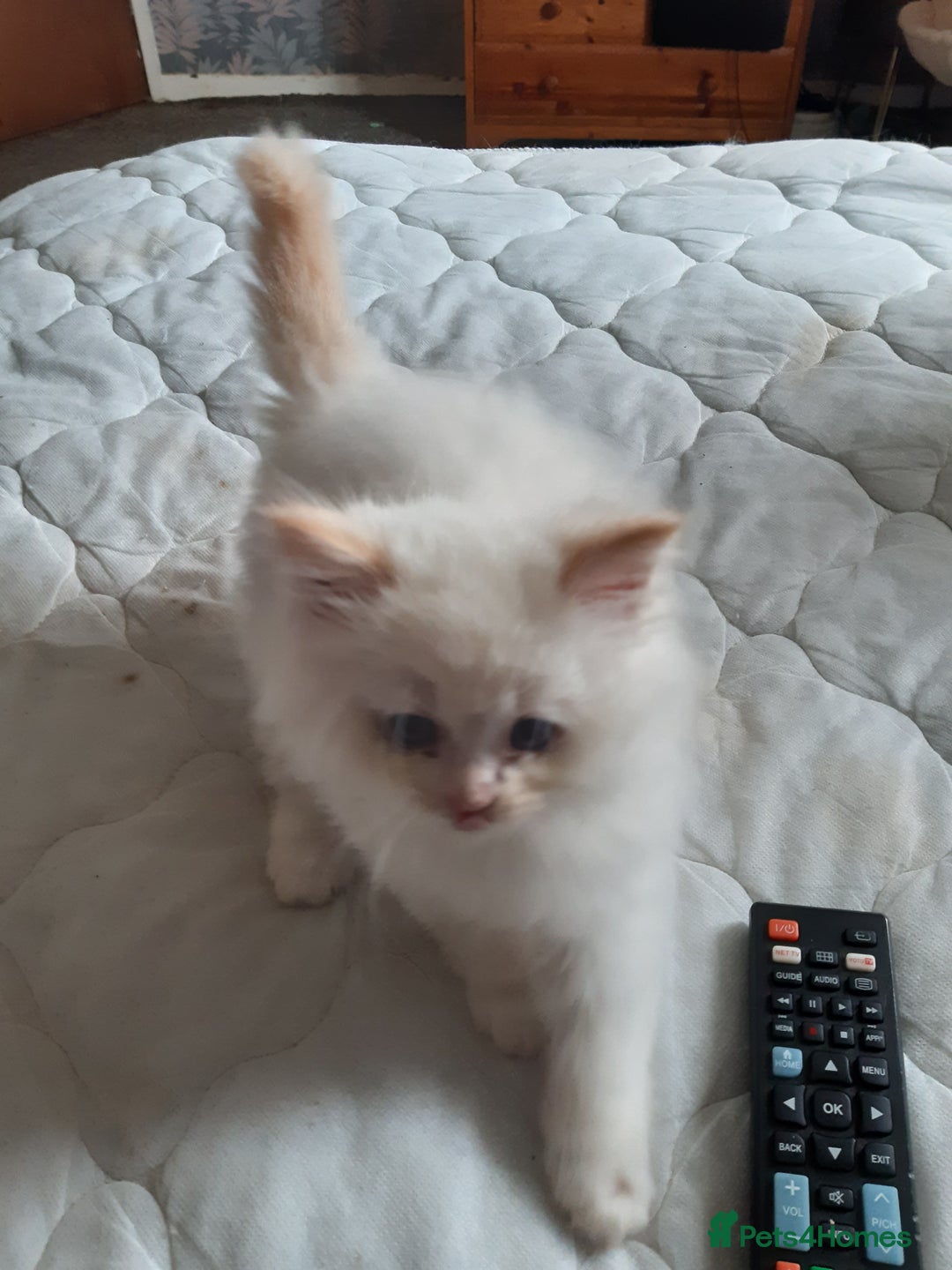 Ragdoll cats for sale: Ragdoll/Persian kittens - Image 1