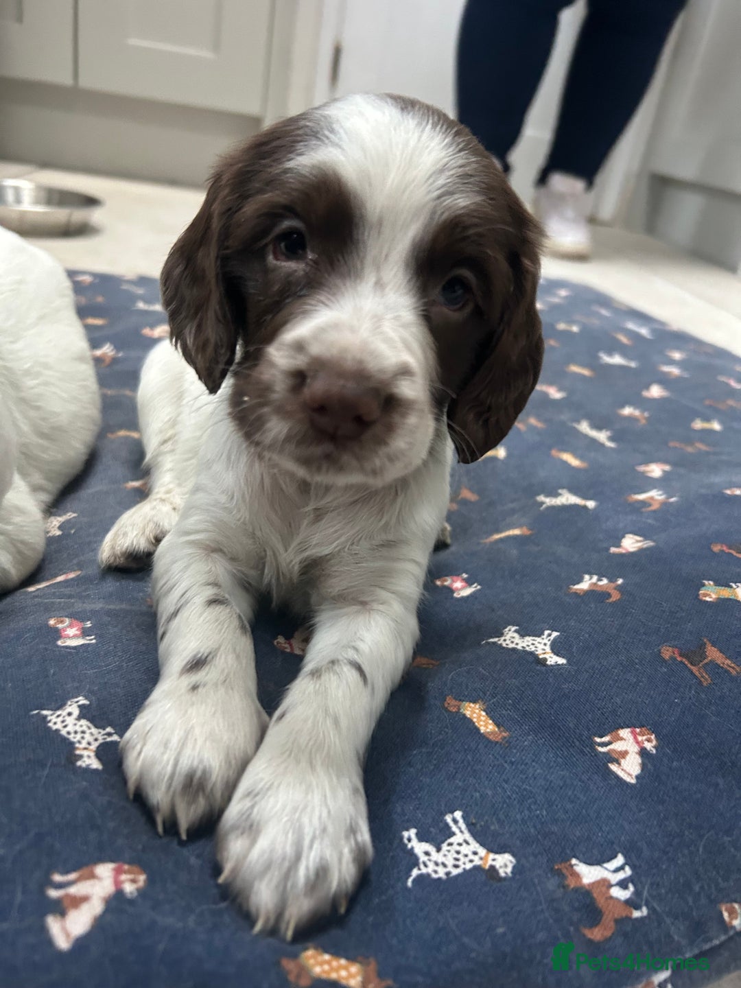 Sprocker dogs for sale: Working Sprocker Spaniels  - Advert 32