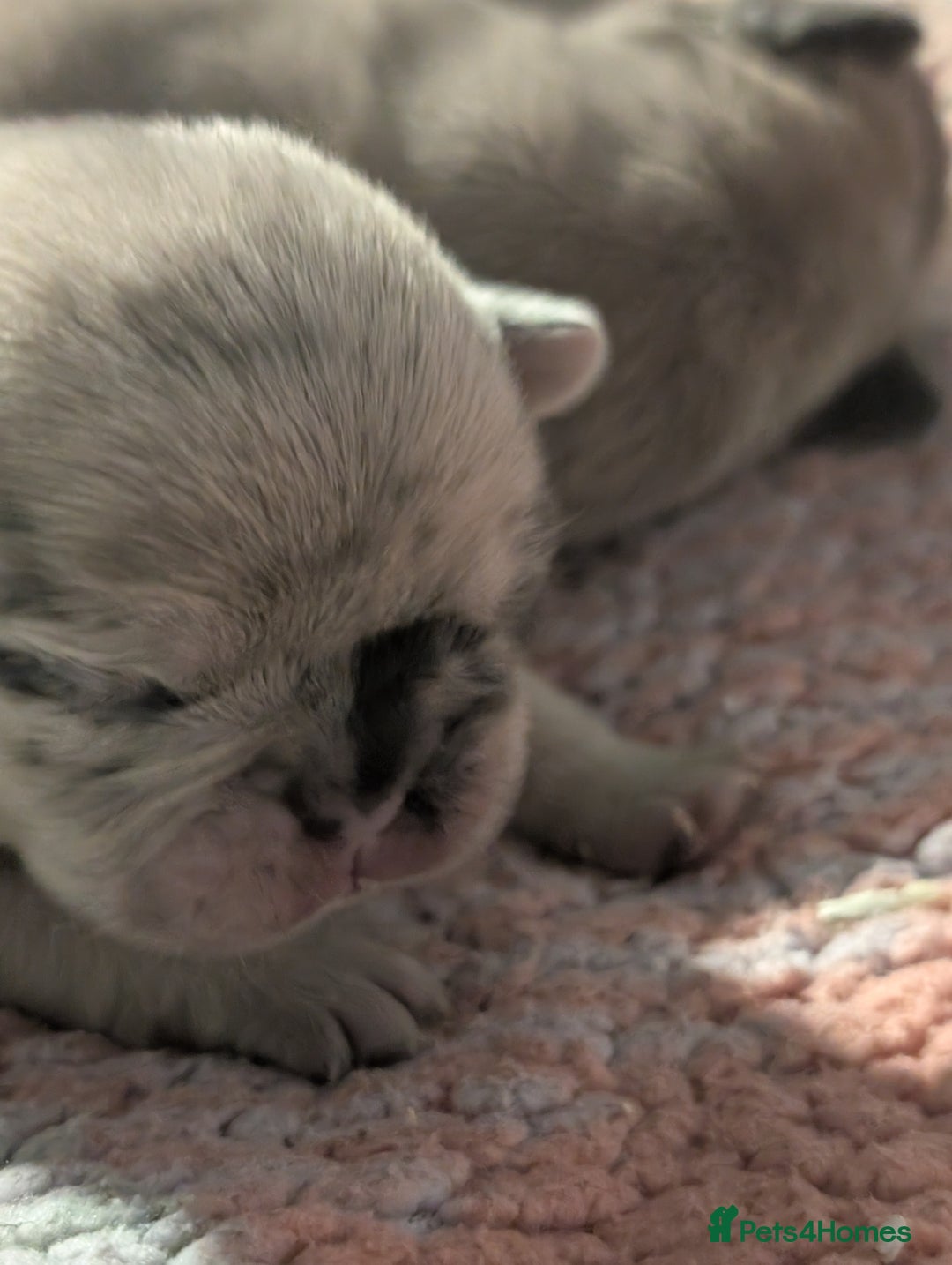 Frug dogs for sale: Beautiful litter of frugs  - Advert 13