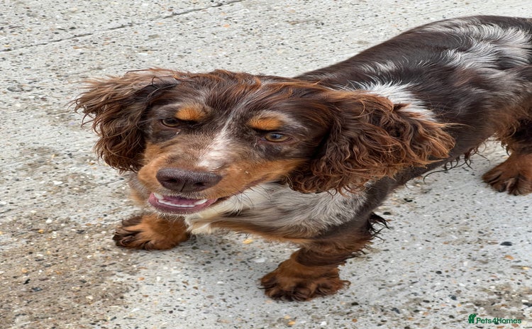 Cocker Spaniel dogs - Advert 2