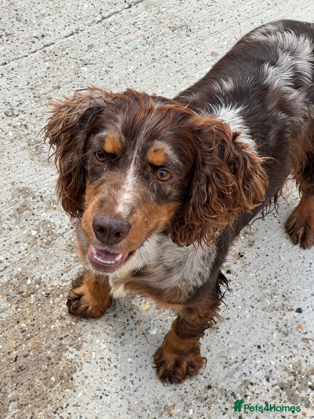 Cocker Spaniel dogs for sale: Cocker Spaniel Puppy’s (🍫Merle)  - Image 1