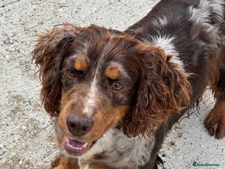 Cocker Spaniel dogs - Advert 4