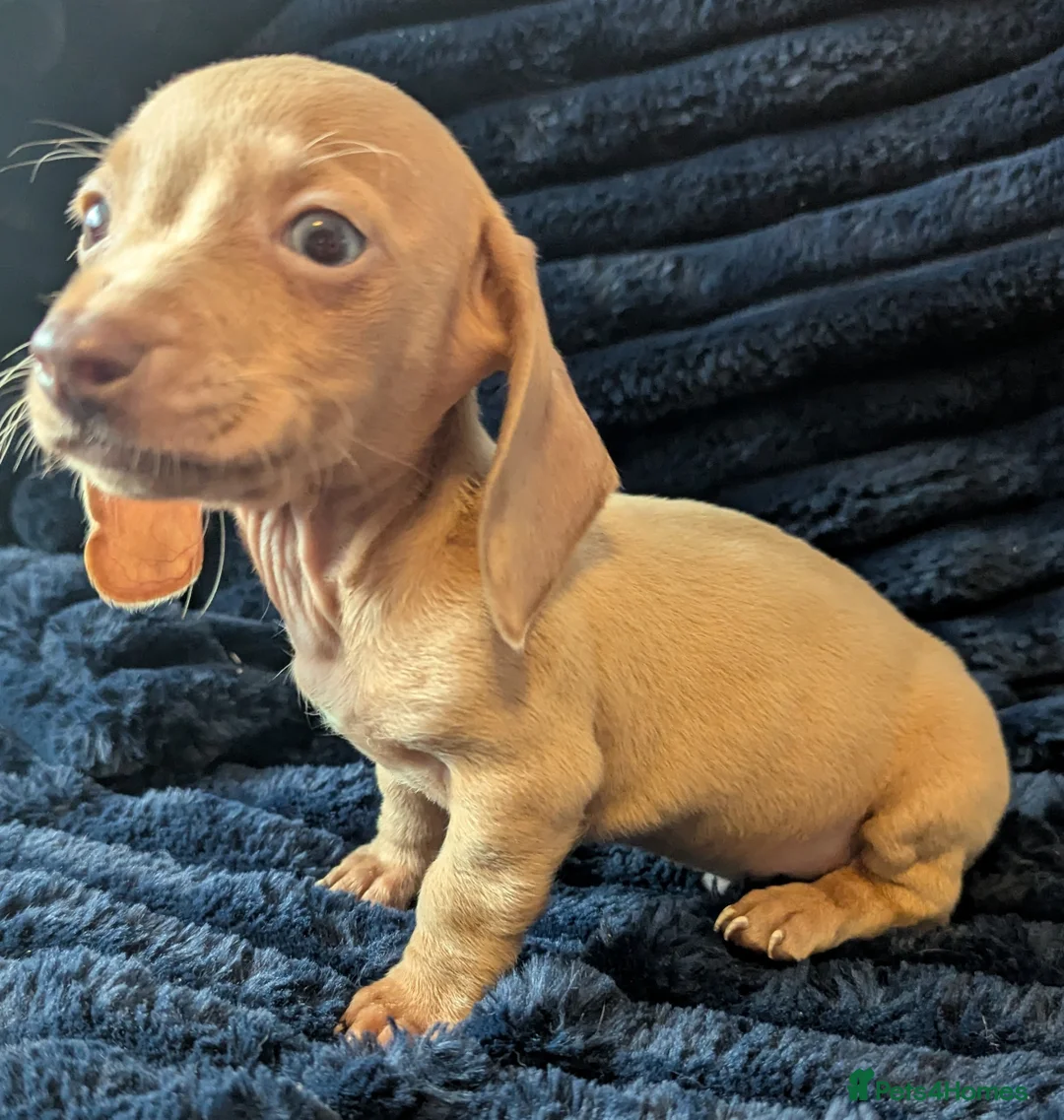 Miniature Dachshund dogs for sale: Miniature dachshund puppies  - Advert 20
