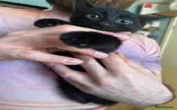 Mixed Breed cats for sale: 2 mixed breed female kittens - Advert 6