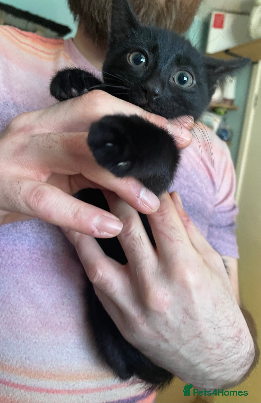 Mixed Breed cats for sale: 2 mixed breed female kittens - Advert 6