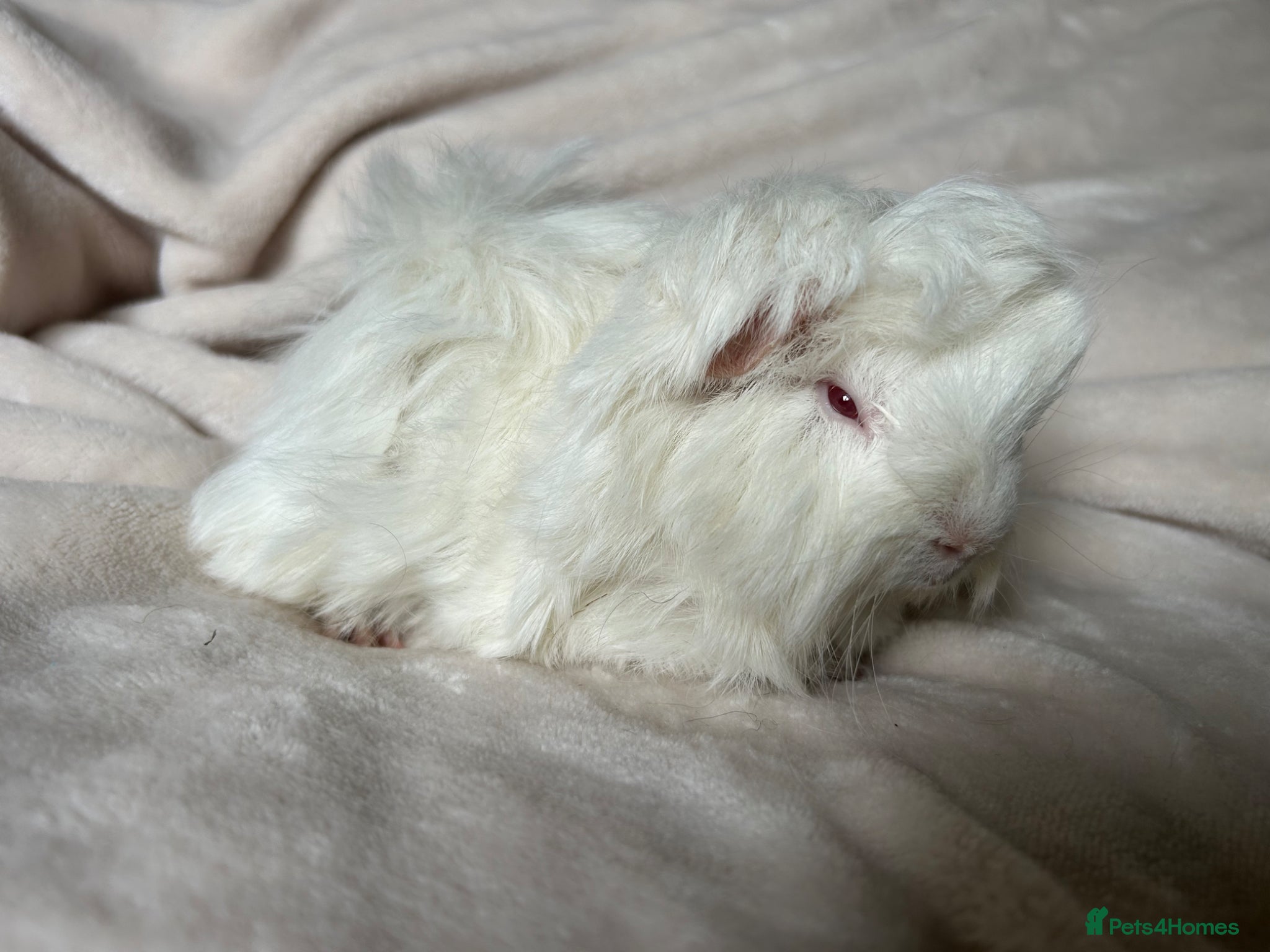 Guinea Pig rodents for sale: Baby Guinea pigs  - Advert 11