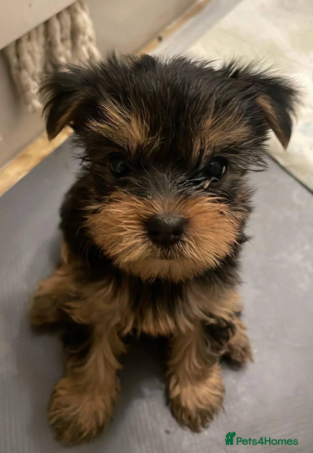Yorkshire Terrier dogs for sale: Beautiful, pure breed Yorkshire terrier  - Advert 3