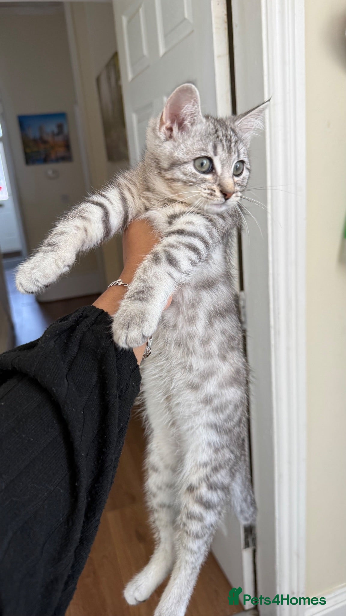 Mixed Breed cats Kitten for sale - Advert 2