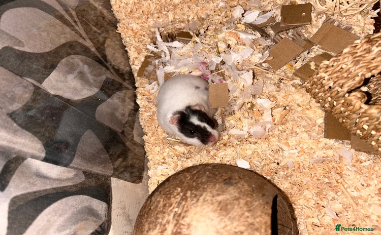 Hamster rodents - Advert 4