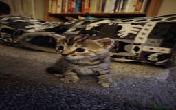 Mixed Breed cats for sale: Two female kitten's available  - Image 2