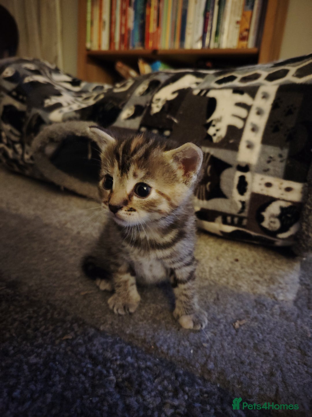 Mixed Breed cats for sale: Two female kitten's available  - Image 2