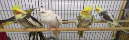Cockatiels birds for sale: Baby cockatiels friendly different mutations  - Advert 4