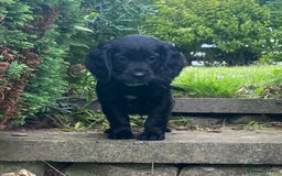Cocker Spaniel dogs for sale: Cocker Spaniel Puppies - Image 2