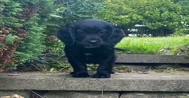 Cocker Spaniel dogs - Advert 16