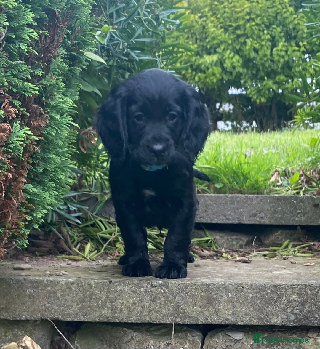 Cocker Spaniel dogs for sale: Cocker Spaniel Puppies - Image 2