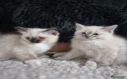 Ragdoll cats for sale: Quality Ragdoll Kittens - Image 8