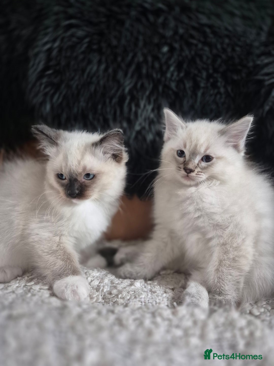 Ragdoll cats for sale: Quality Ragdoll Kittens - Image 8