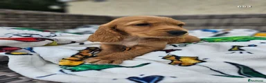 Cocker Spaniel 1