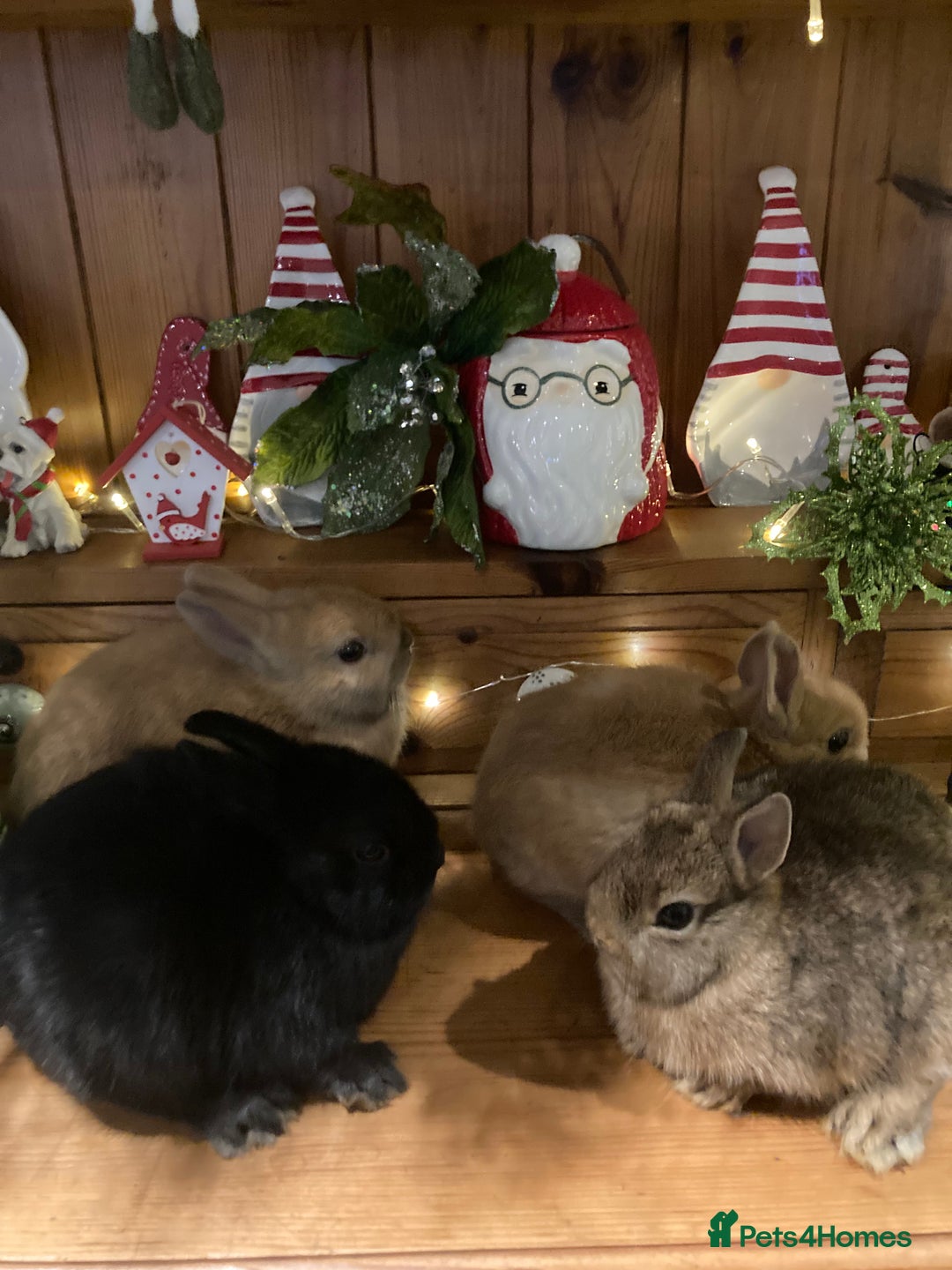 Netherland Dwarf rabbits for sale: Pure bred Netherland Dwarf Rabbits - Advert 2