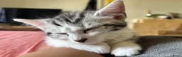 Mixed Breed cats for sale: Adorable sweet kittens are ready to go in Bangor - Advert 2