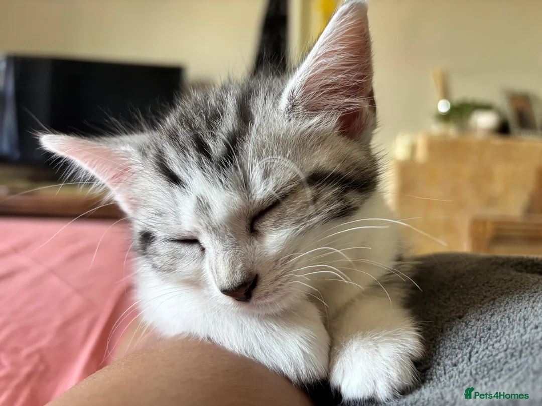 Mixed Breed cats for sale: Adorable sweet kittens are ready to go in Bangor - Advert 2