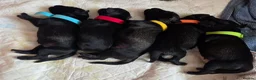 Miniature Schnauzer dogs for sale: Miniature Schnauzer Puppies – Salt & Pepper in Manchester - Advert 6