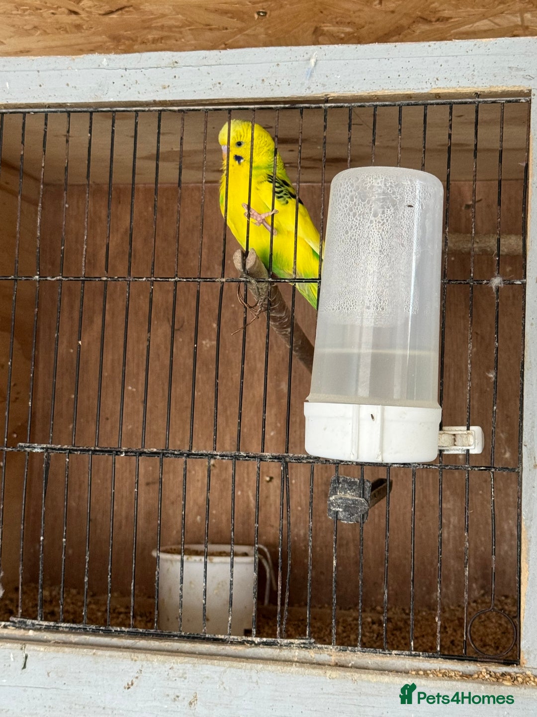 Budgerigars birds for sale: Breeding pairs with chicks - Image 6