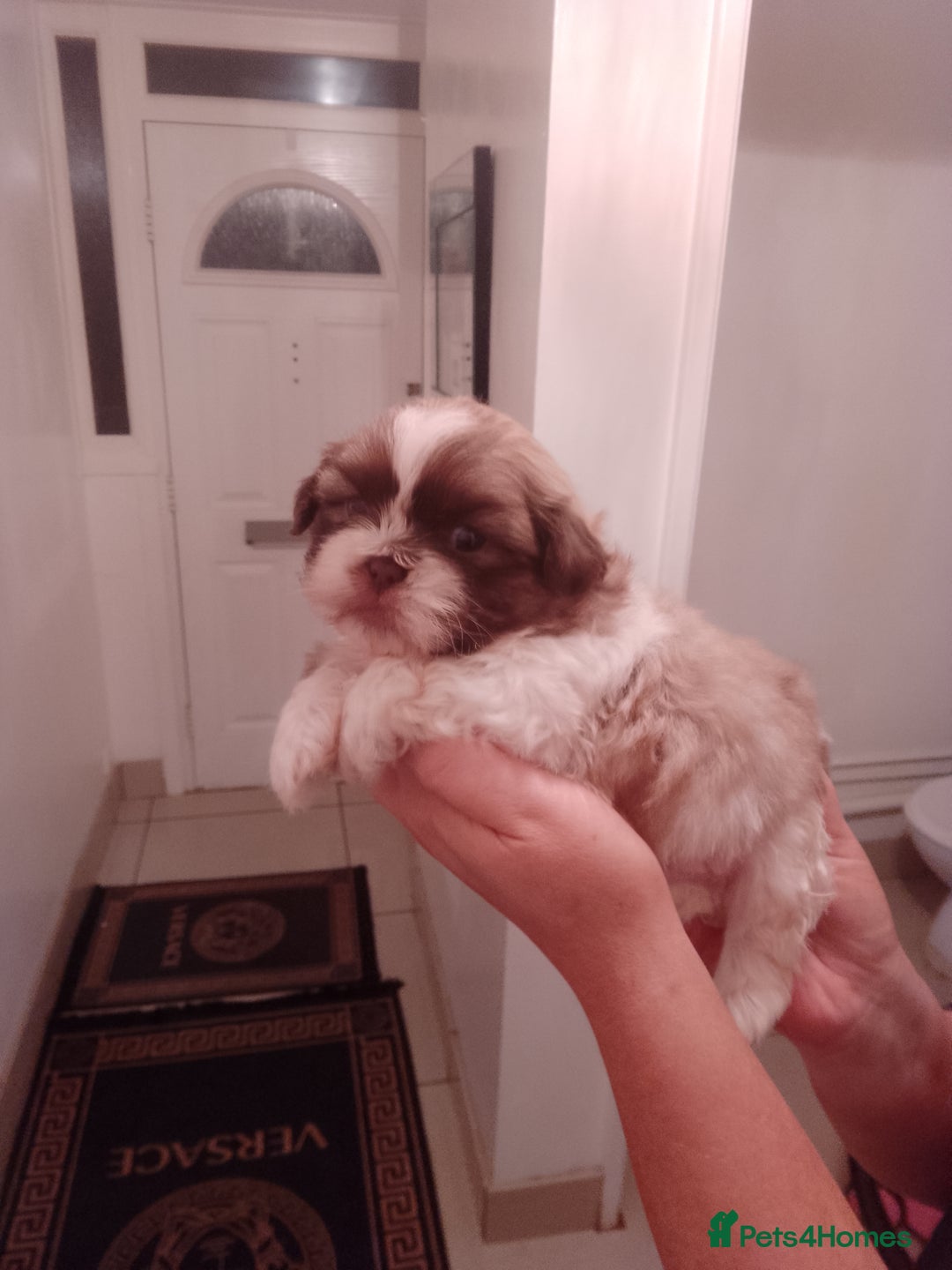 Shih Tzu dogs for sale: Shih Tzu puppies  - Advert 4