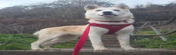 Siberian Husky dogs for sale: 2 BEAUTIFUL HUSKY PUPPIES  - Advert 1