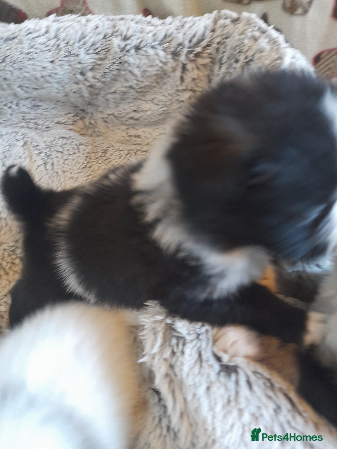 Pomeranian dogs for sale: Fabulous Pom fur babies - Image 13