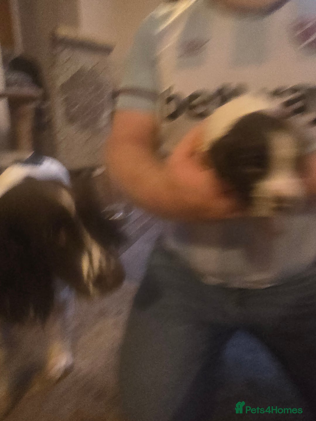 English Springer Spaniel dogs for sale: English Springer Spaniel liver & white pups - Advert 25