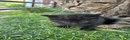 Mixed Breed cats for sale: Beautiful yard kittens  - Advert 7