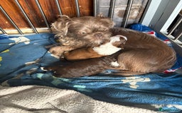 Shihpoo dogs for sale: Lovey shipooh pups  - Image 10