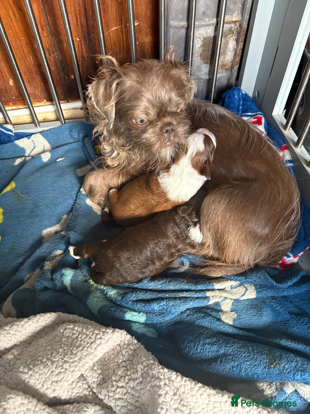 Shihpoo dogs for sale: Lovey shipooh pups  - Image 10