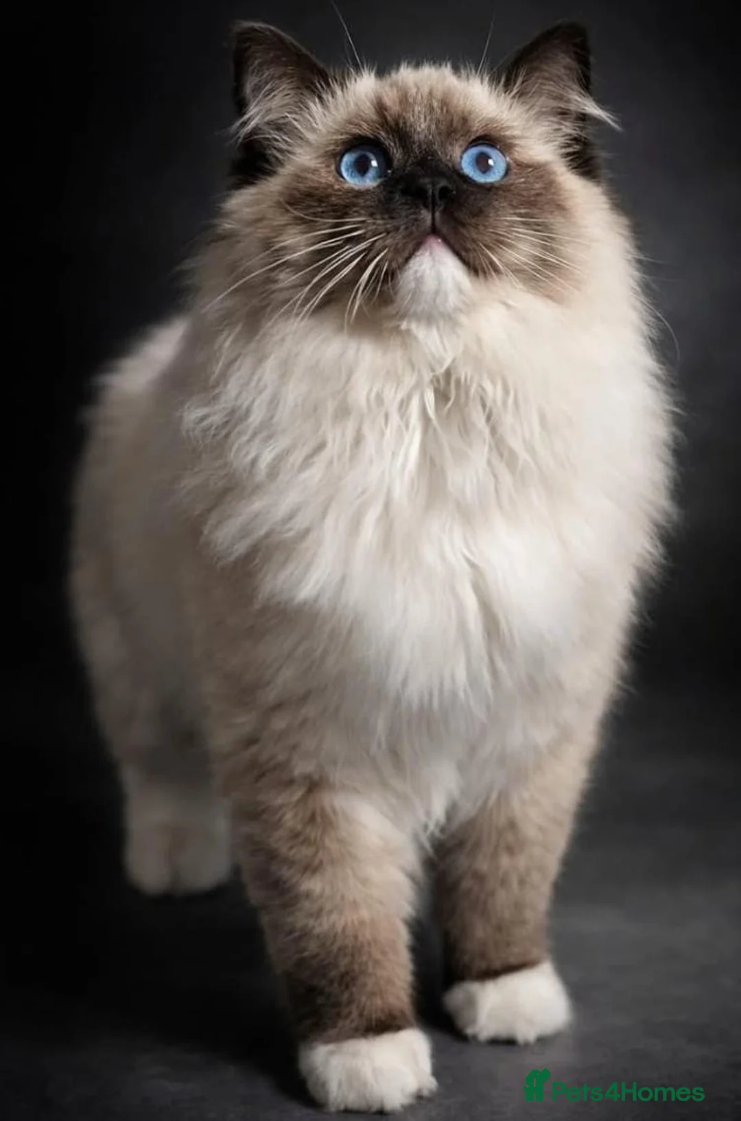 Ragdoll cats for sale: Majestic boy ❤️ - Advert 2