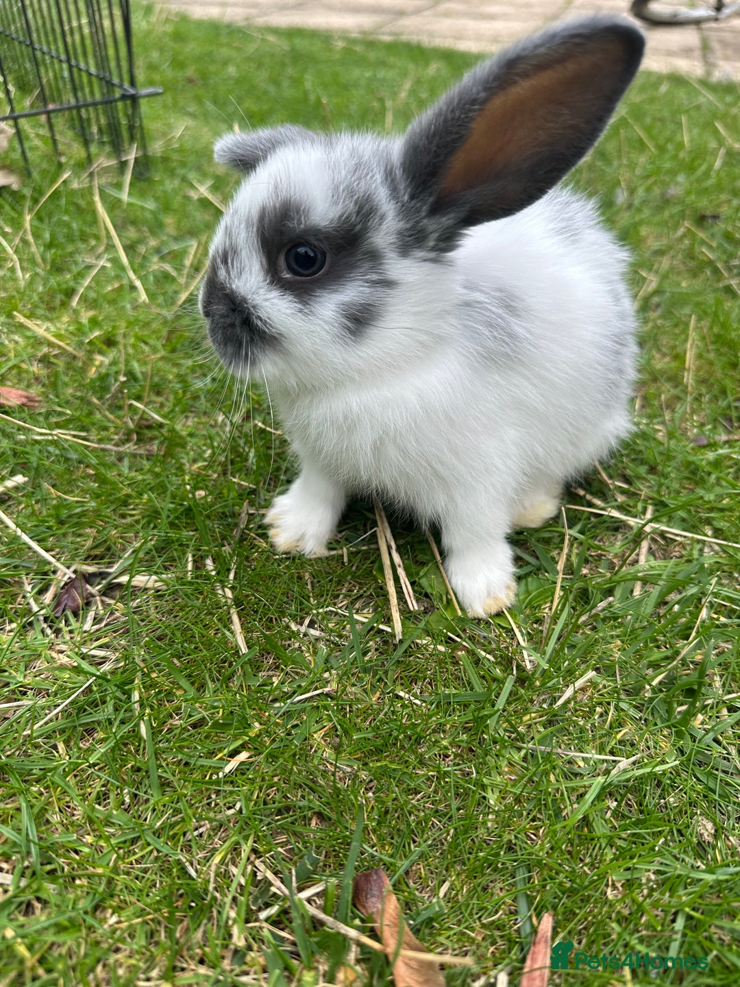 Mini Lop rabbits for sale: Mini lops - Image 5