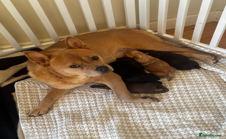 Mixed Breed dogs One little blonde green eyed baby girl left! - Advert 1