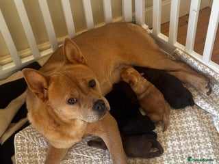 Mixed Breed dogs One little blonde green eyed baby girl left! - Advert 6