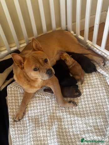 Mixed Breed dogs One little blonde green eyed baby girl left! - Advert 1