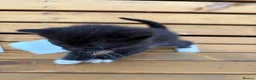 Mixed Breed cats for sale: Friendly farm kittens 2b 1g  - Advert 12