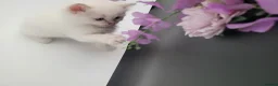 Ragdoll cats for sale: Registered purebred lilac tabby / lynx - Advert 6