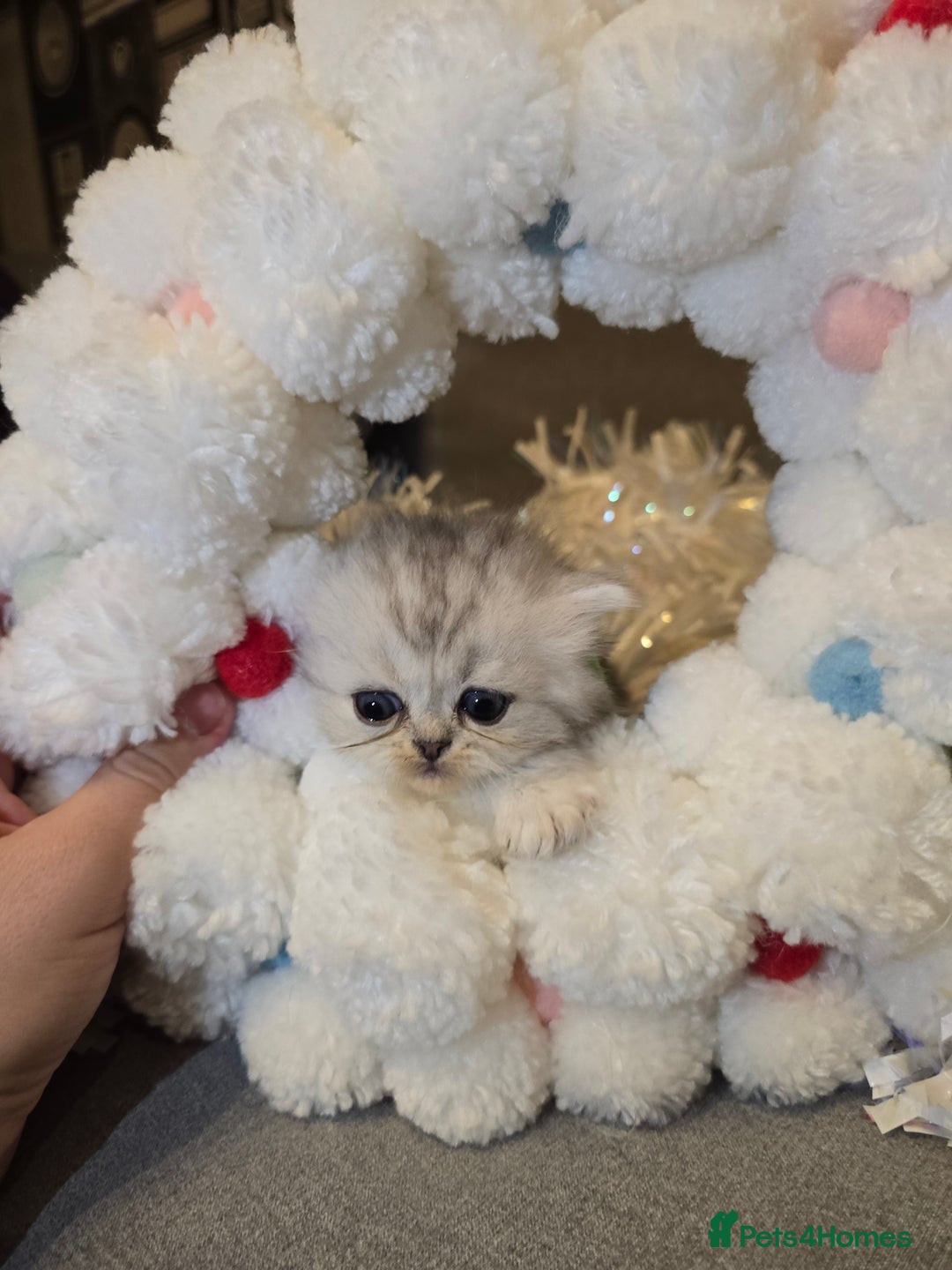 Persian cats for sale: Persian fluffy angels - Advert 19