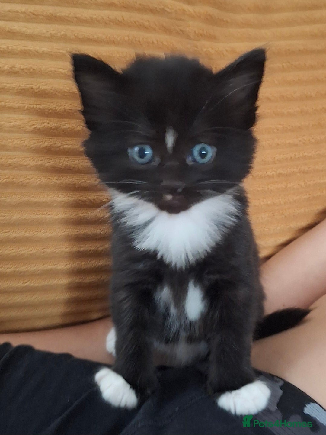 Domestic Shorthair cats for sale: Two beautiful looking male kittens  - Image 6